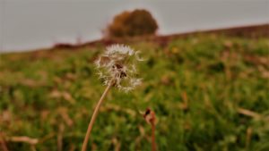 Mehr über den Artikel erfahren Der Wind